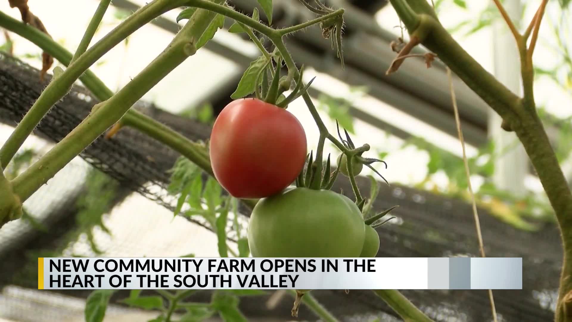 New community farm providing local produce in the heart of South Valley ...