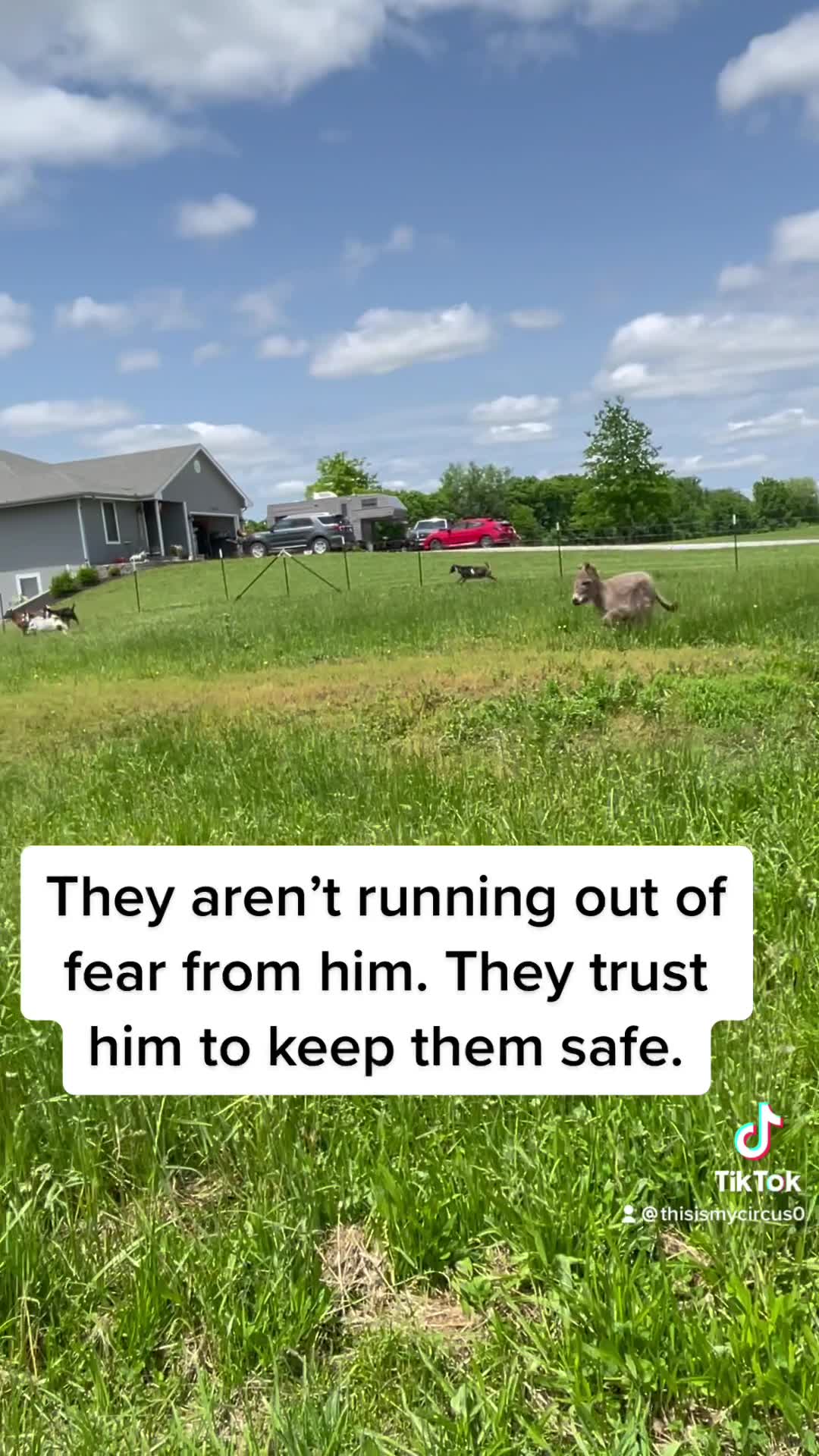 Guard donkey ‘Waffles’ goes viral KSNT 27 News