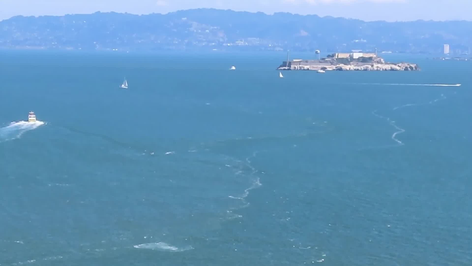 Breaching whale seen from Golden Gate Bridge – WANE 15