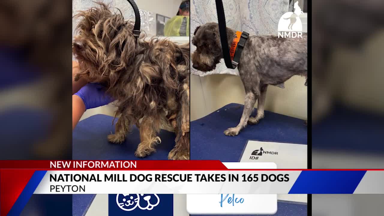Dog Rescue begins rehoming 165 dogs from cruelty case – FOX21 News Colorado