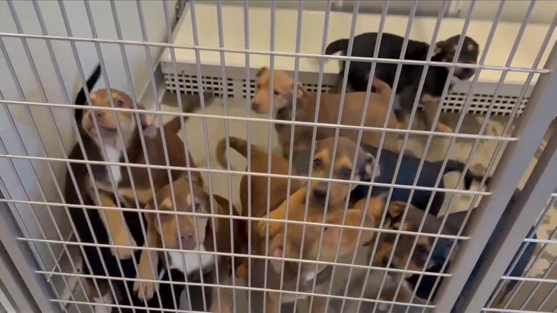 Highly contagious virus closes Merced County's animal shelter ...