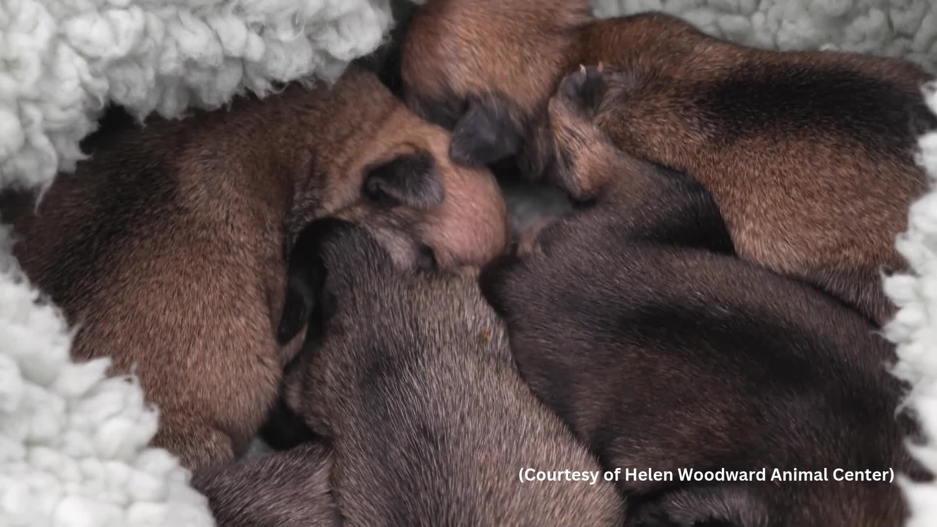 Litter of Pugs rescued from dumpster behind Taco Bell now up for
