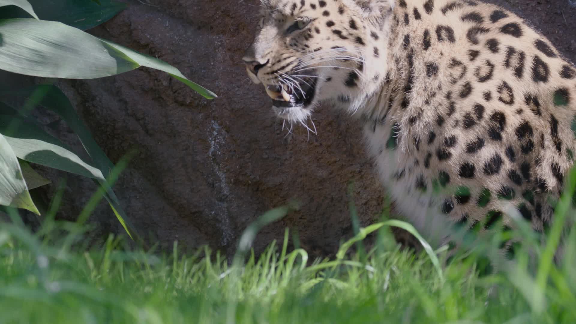 Amur Leopards At San Diego Zoo – FOX 5 San Diego & KUSI News