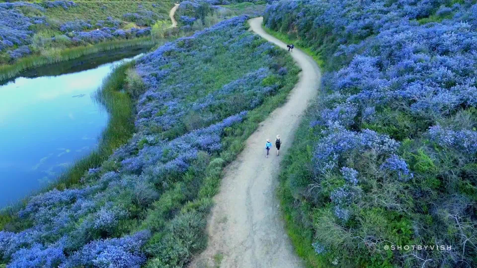 California lilacs paint local park purple FOX 5 San Diego & KUSI News