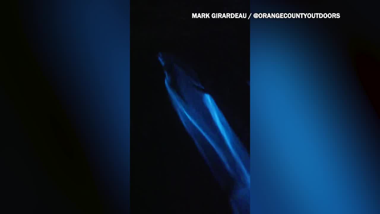 Dolphins Swim Through Bioluminescence – NewsNation