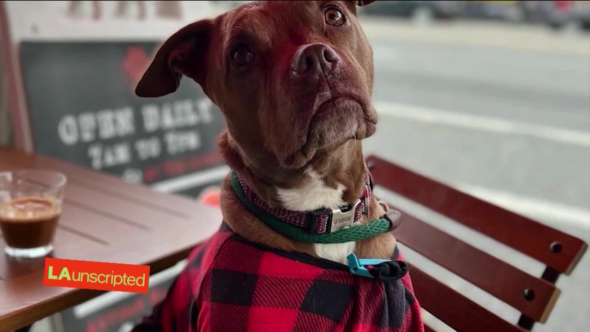 Have a cup, save a pup at Muddy Paw Coffee KTLA