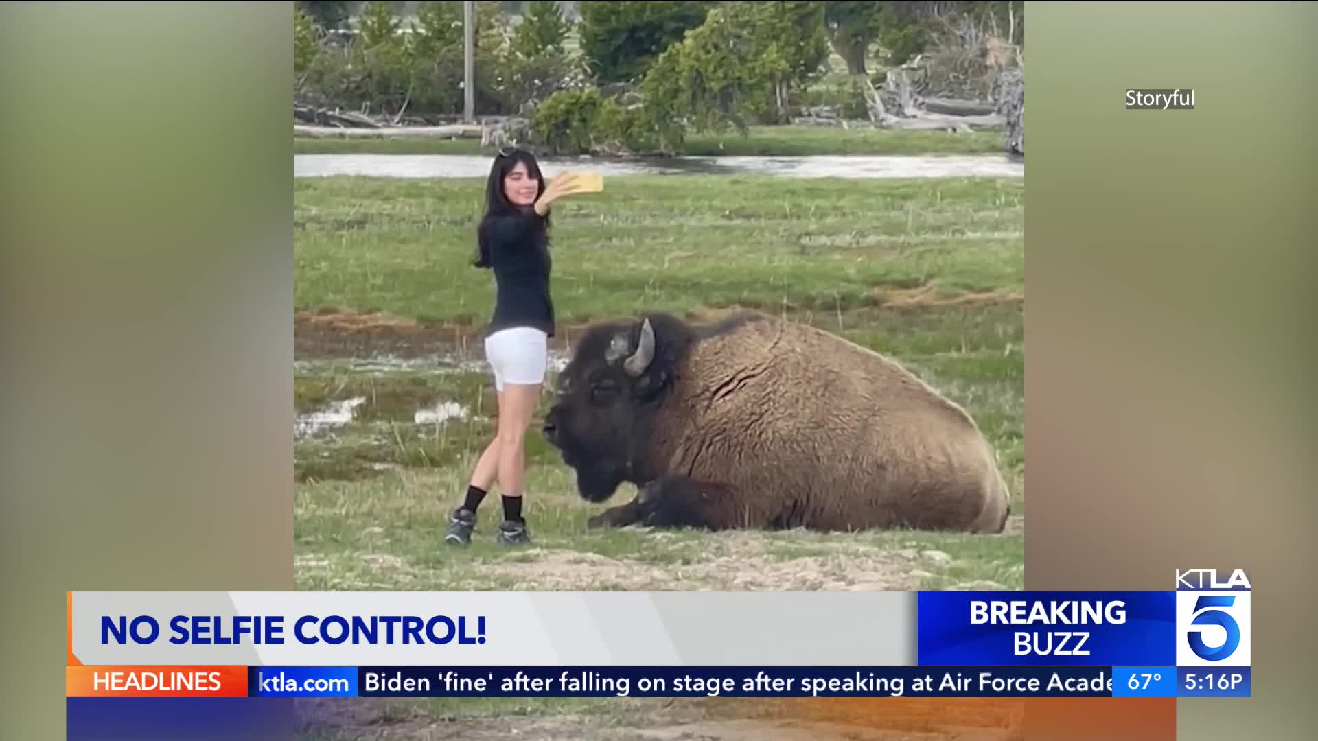 Woman caught on camera taking selfie with bison in Yellowstone – KTLA