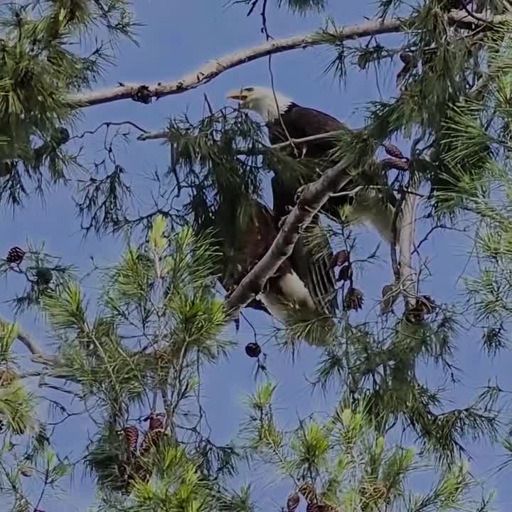 Bald eagles seen nesting in L.A. County – KTLA