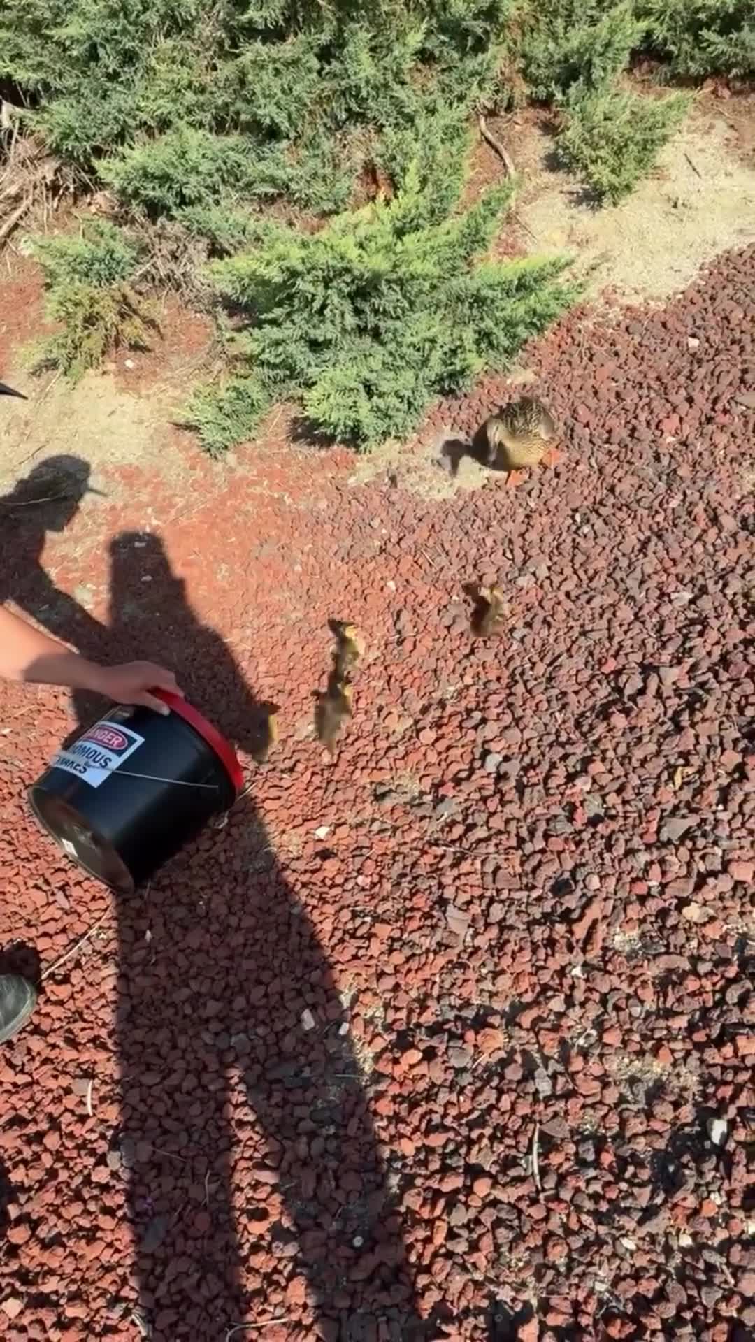 SoCal Firefighters rescue ducklings trapped in storm drain – WKRG News 5
