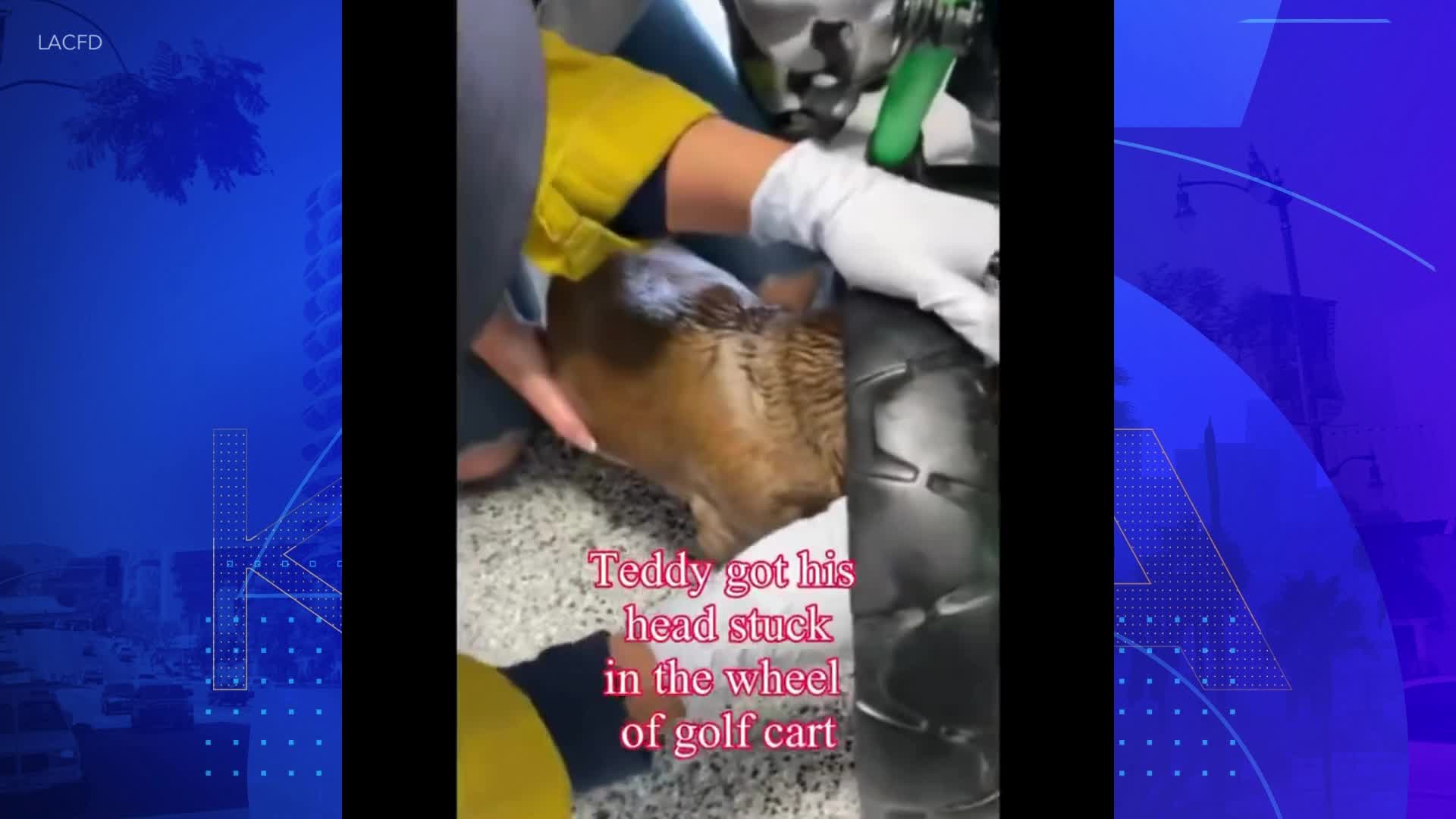 Dog rescued after getting head stuck in golf cart wheel – KTLA